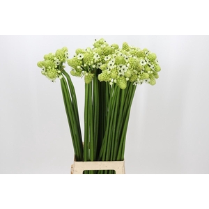 Ornithogalum Saundersiae