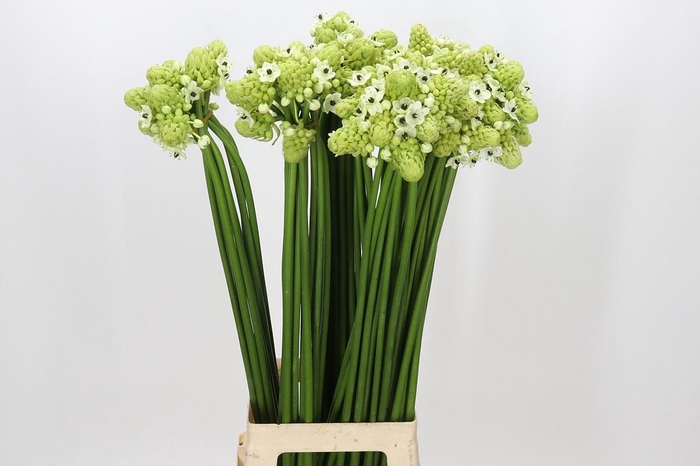 <h4>Ornithogalum Saundersiae</h4>
