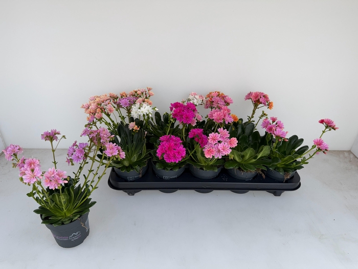 <h4>LEWI MOU DREAMS GEM</h4>