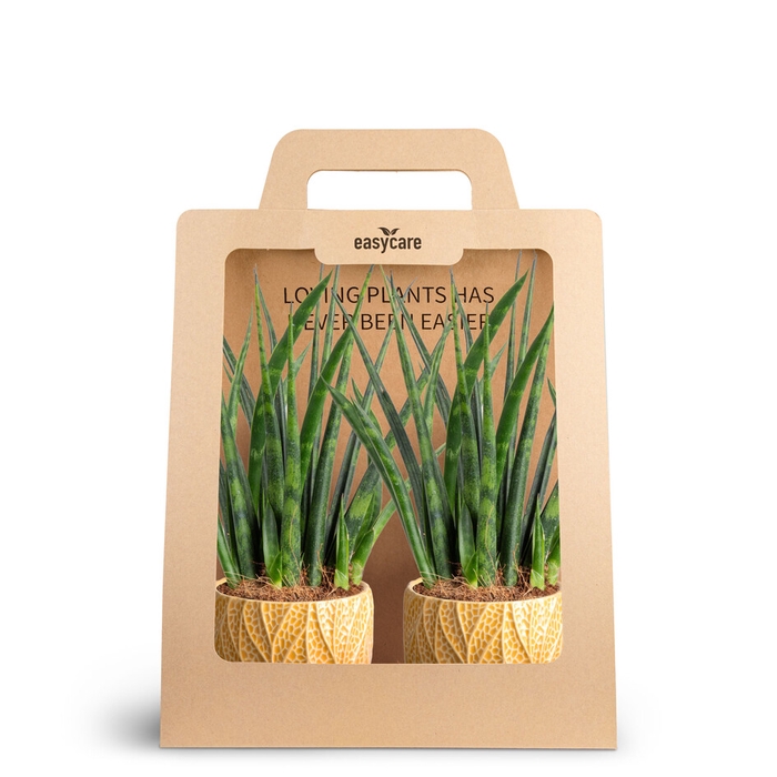 <h4>2-Pack Leaf Tangerine Fernwood</h4>