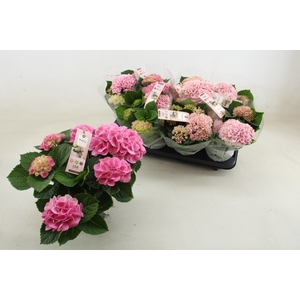 HYDR M MAG REVOLUTIO