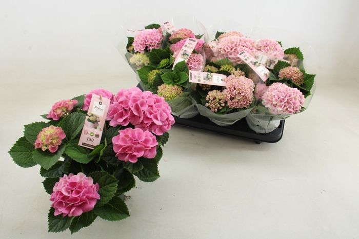 <h4>HYDR M MAG REVOLUTIO</h4>