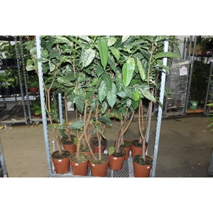 FICUS COTTON COLOR P23