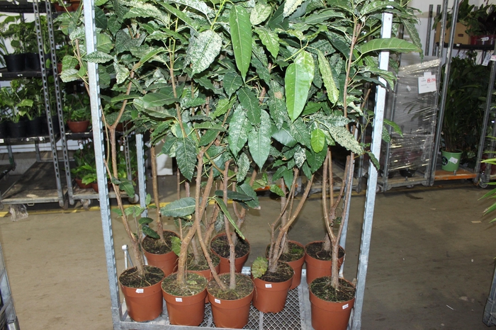<h4>FICUS COTTON COLOR P23</h4>