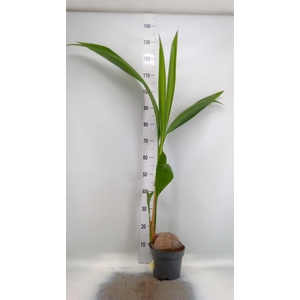 Cocos nucifera