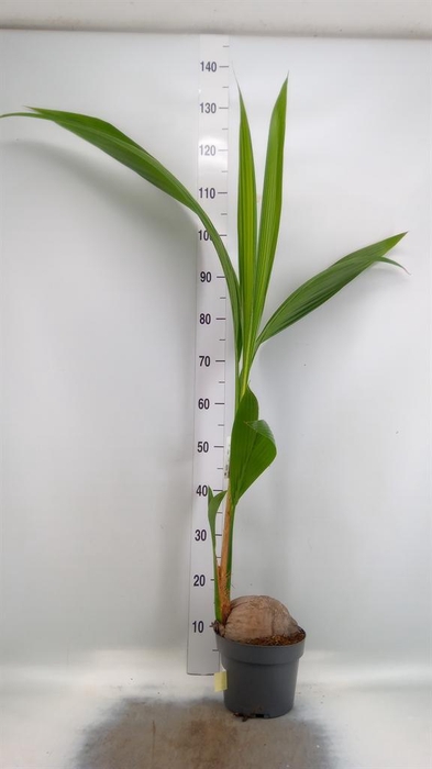 <h4>Cocos nucifera</h4>