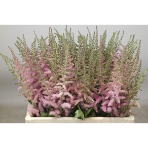 Astilbe glitter and glamour