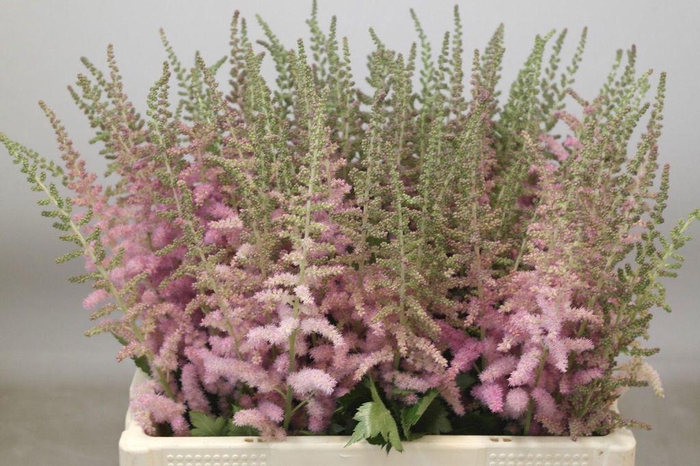 <h4>Astilbe glitter and glamour</h4>