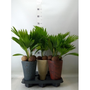 Livistona rotundifolia