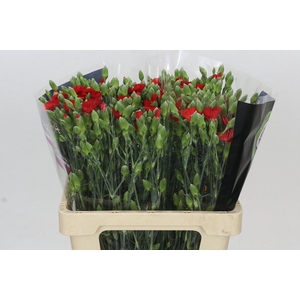 Dianthus Sp Symply Love