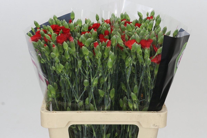 <h4>Dianthus Sp Symply Love</h4>