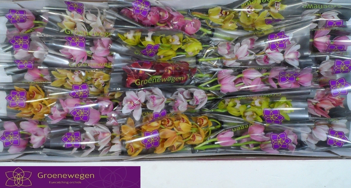 <h4>CYMB MI GEM</h4>