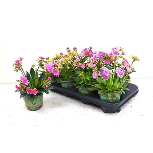 LEWI COTYLEDON