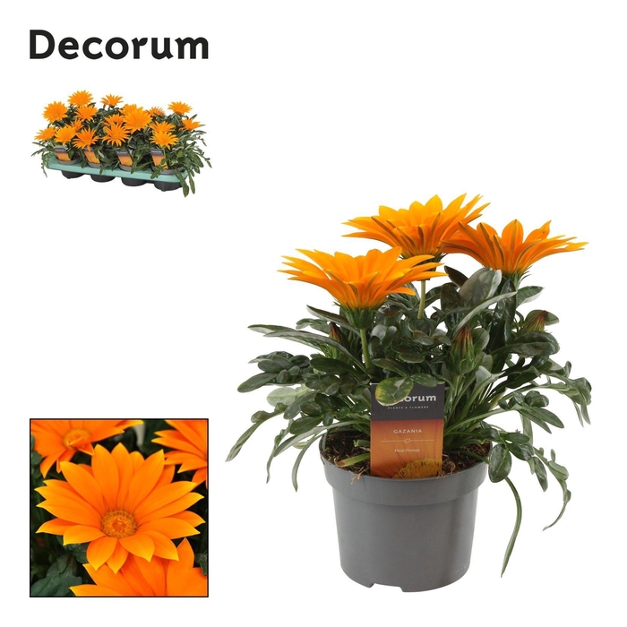 <h4>Gazania Rigens Giant Deep Orange Decorum</h4>