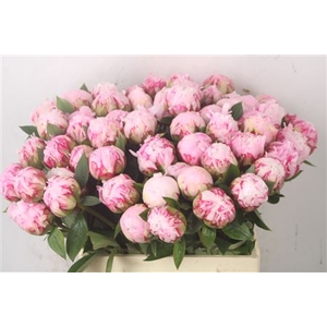 Paeo L Sarah Bernhard Pink