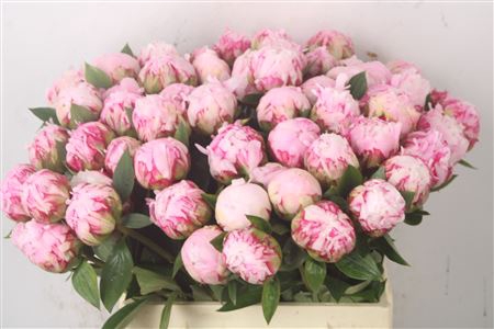 <h4>Paeo L Sarah Bernhard Pink</h4>