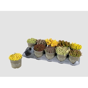 SEDUM GEM