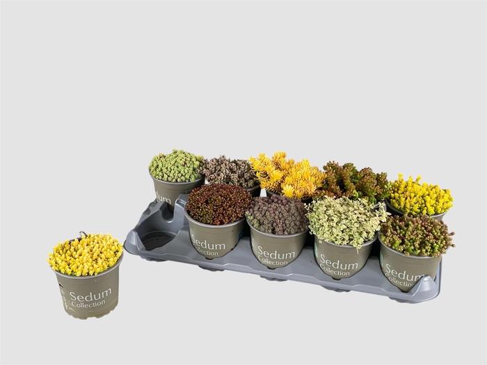 <h4>SEDUM GEM</h4>