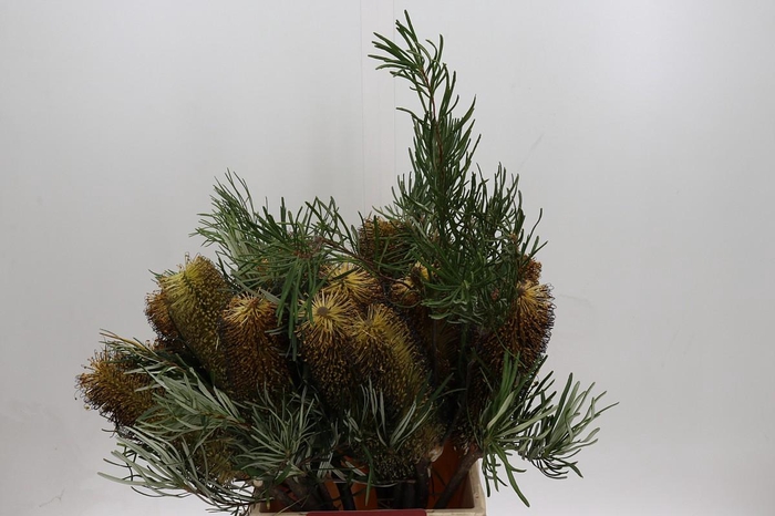 <h4>Banksia Spinulosa</h4>