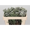 Kaaps Groen Silver Brunia