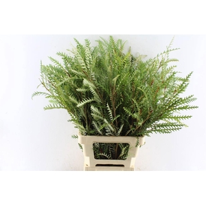 GREVI IVANHOE BRONZE