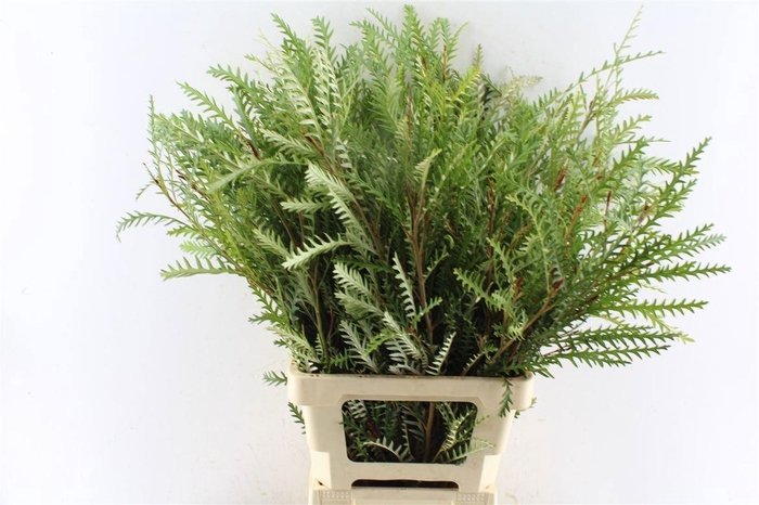 <h4>GREVI IVANHOE BRONZE</h4>