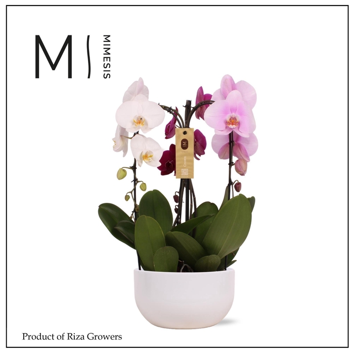 <h4>Phalaenopsis Arrangement Crown Carnaval 3 spike – 26cm in Saskia White| Mimesis</h4>