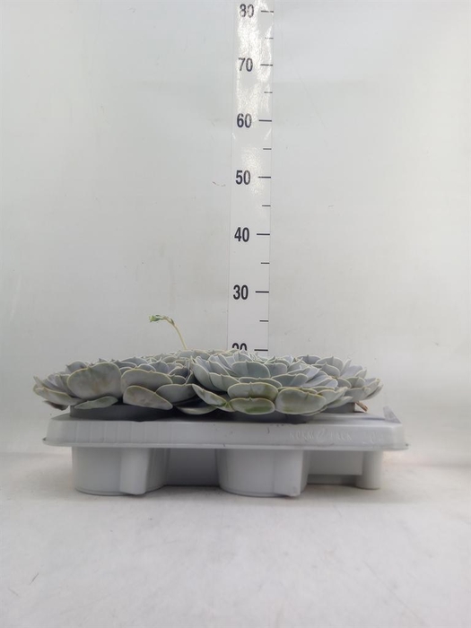 <h4>Echeveria  'Pollux'</h4>