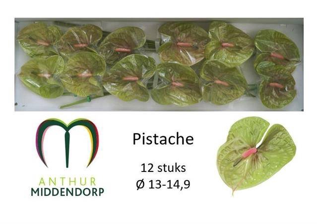 <h4>Anthurium pistache</h4>
