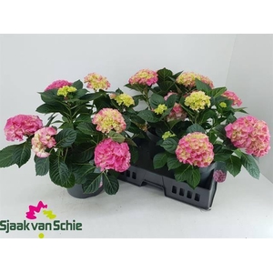 HYDR M HI MEADOW stock