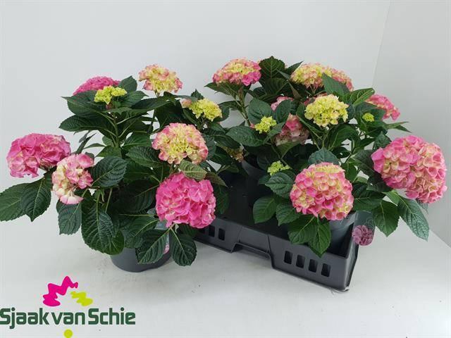 <h4>HYDR M HI MEADOW stock</h4>