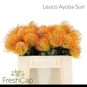 LEUCO AYOBA SUN