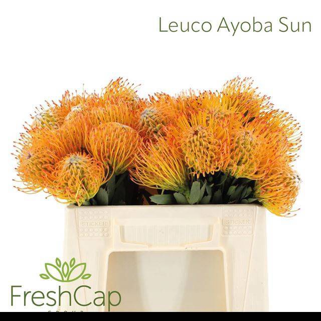 <h4>LEUCO AYOBA SUN</h4>