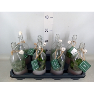 Crassula   ...mix