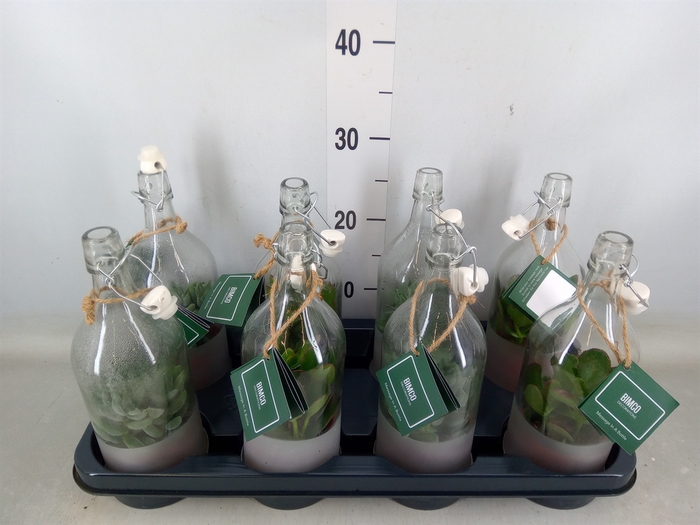 <h4>Crassula   ...mix</h4>
