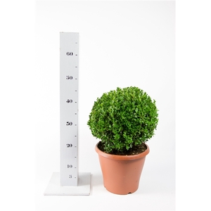 Buxus Green Mound 30cm bol