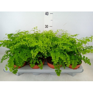 Adiantum raddi. 'Fragrans'