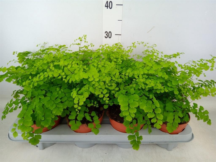 <h4>Adiantum raddi. 'Fragrans'</h4>