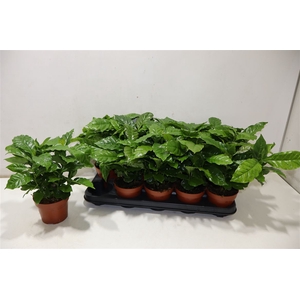 arr8 Coffea Arabica