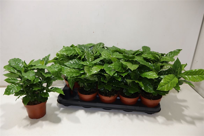 <h4>arr8 Coffea Arabica</h4>