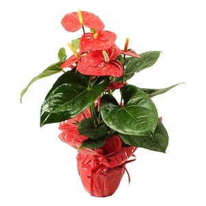 Anthurium XL.88 Aloha Red 14cm met rondello