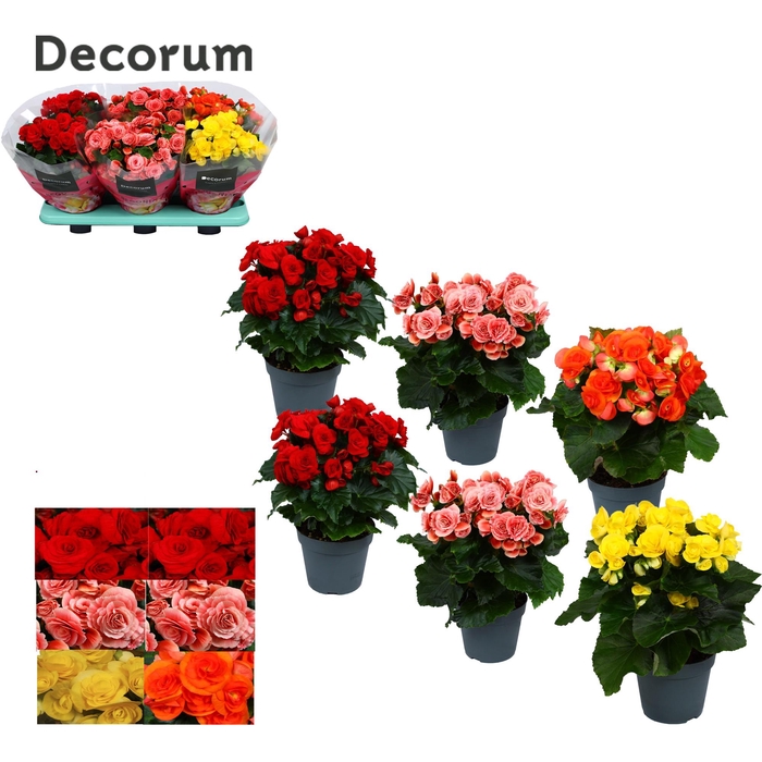 <h4>Begonia mix 14 cm (5 kleuren) Decorum</h4>
