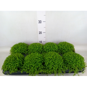 Soleirolia soleirolii   ...green