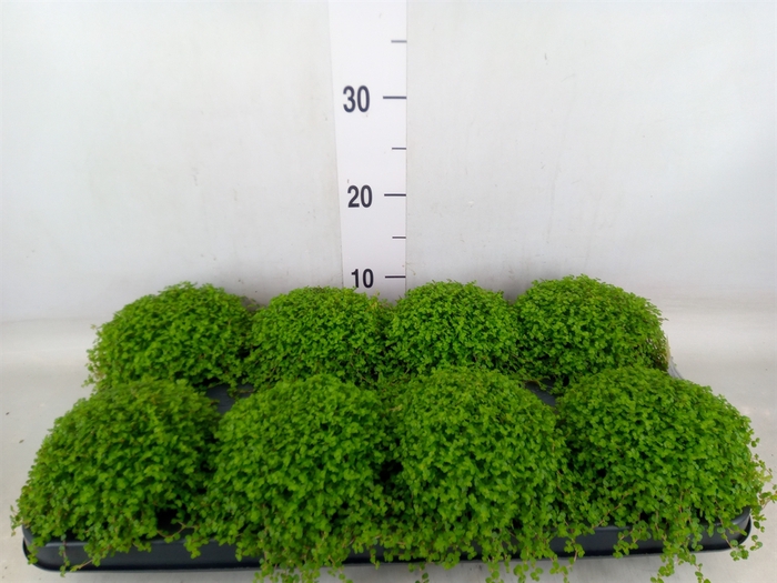 <h4>Soleirolia soleirolii   ...green</h4>