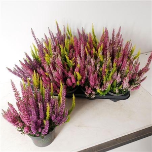 Calluna Vulgaris Beauty Ladies Milc
