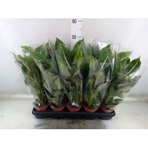 Dieffenbachia  'Green Magic'