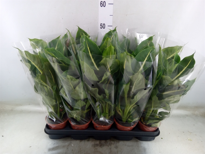 <h4>Dieffenbachia  'Green Magic'</h4>