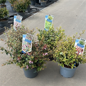 Abelia mix variétés