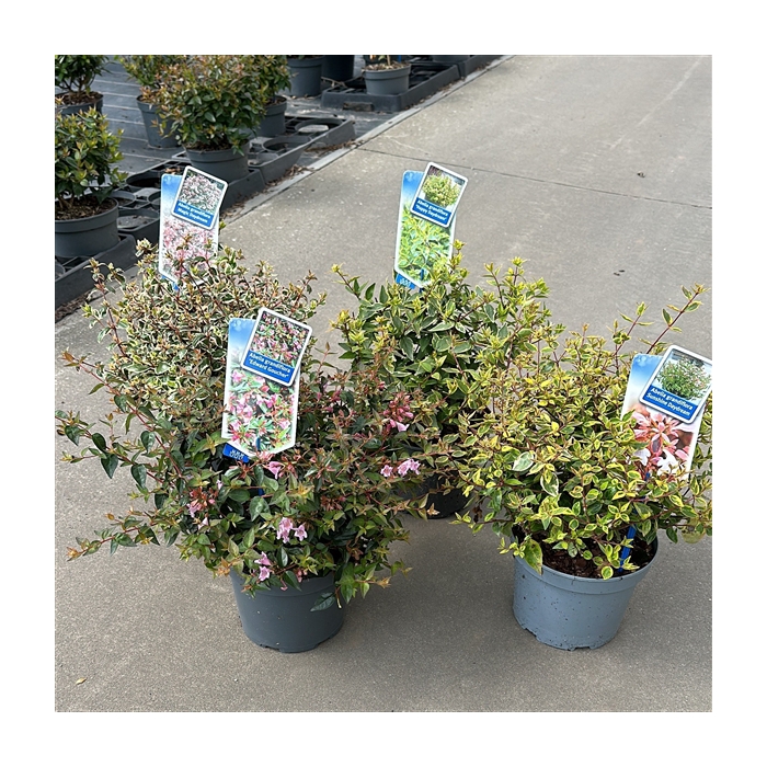 <h4>Abelia mix variétés</h4>