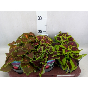 Plectranthus col.   ...mix